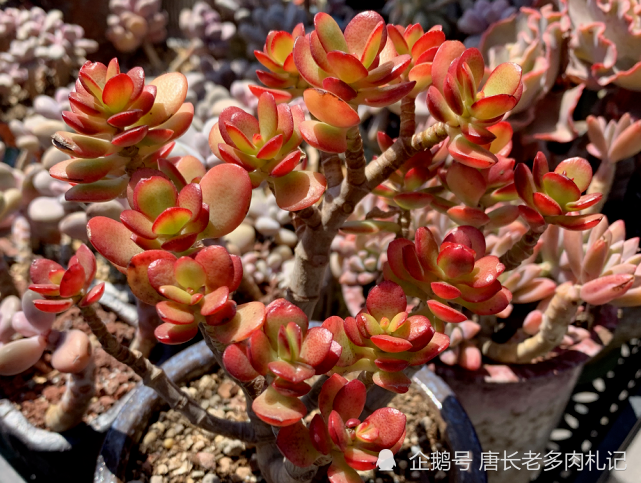 漂亮的姬红花月本文由唐长老多肉札记原创(支持打赏请点击右上角)