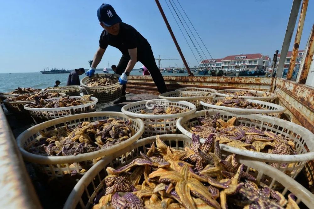 胶州湾海鲜"抢滩"红岛码头,春日美味是这些