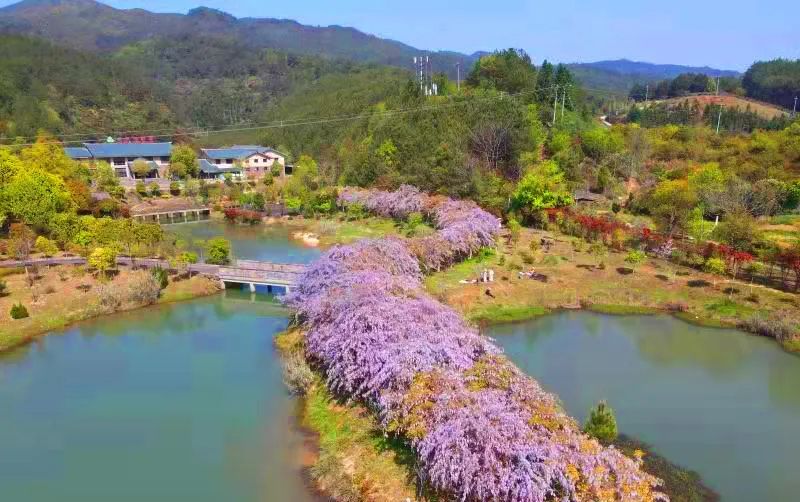 闽北美景邵武云灵山景区紫藤花盛开啦宛如一帘幽梦