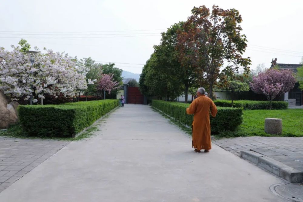 美景关不住40张照片带你走进渭南大觉寺的春天