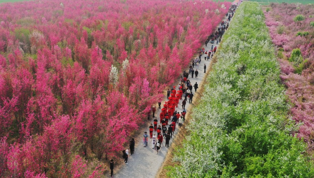 邹平海棠花开醉游人