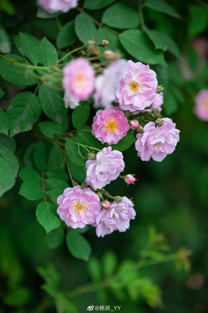 成都,蔷薇花海已盛开!_腾讯新闻