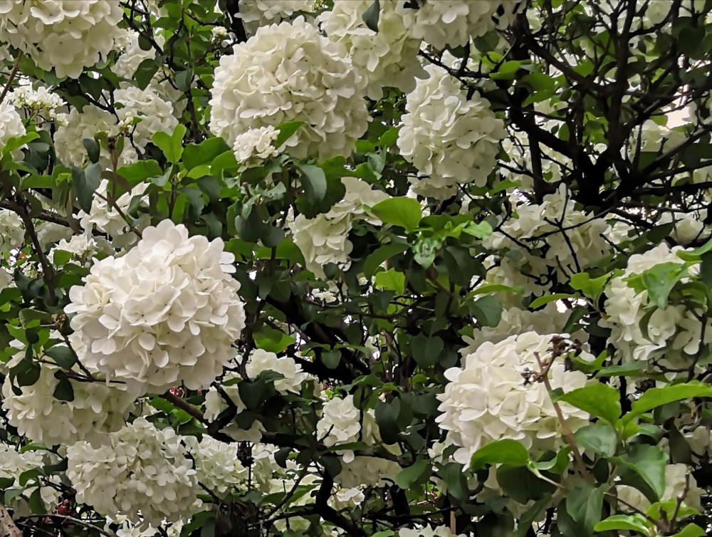 绣球花和琼花的区别 腾讯新闻