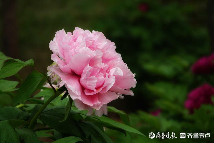 花开齐鲁冠压群芳济南泉城公园牡丹花盛开面带笑靥喜迎客来