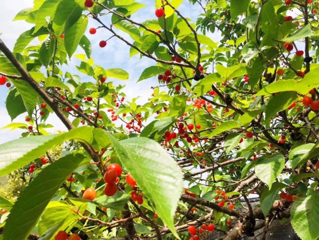 紫溪山种植樱桃已有50多年的历史,主要种植在紫溪山风景区周边.