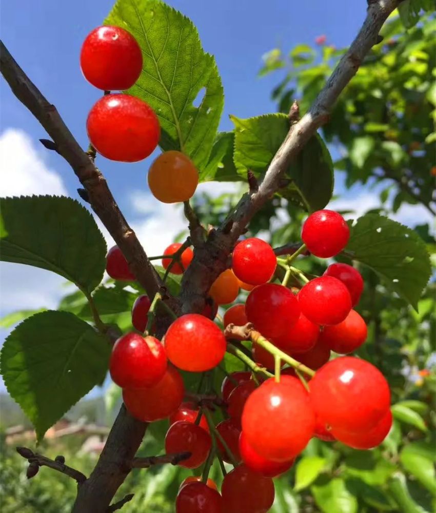 楚雄头水樱桃上市价格有点挺