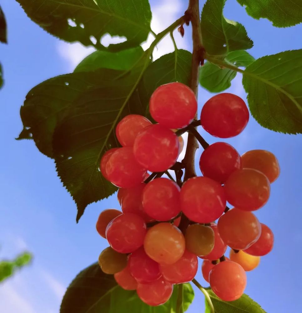 楚雄"头水樱桃"上市,价格有点挺_腾讯新闻