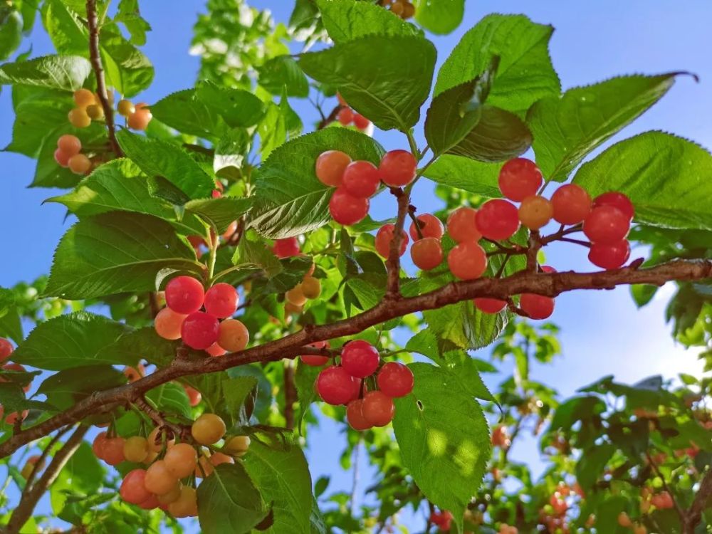 楚雄"头水樱桃"上市,价格有点挺_腾讯新闻
