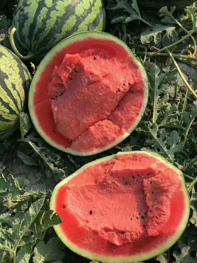 庆红甜冠西瓜品种介绍图片