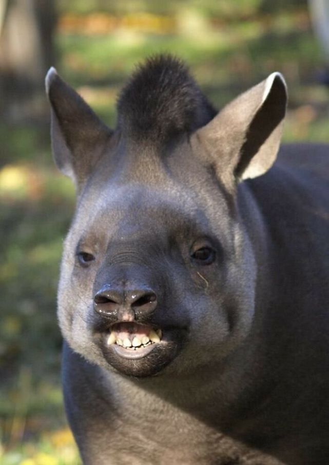 30张动物的迷惑行为照片图4这狗是在拍证件照吗笑容太职业了