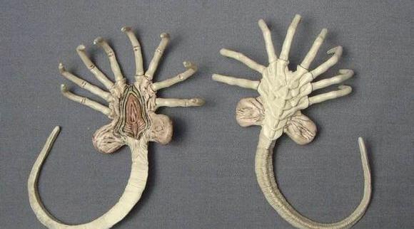 你相信"抱脸虫"的存在吗?