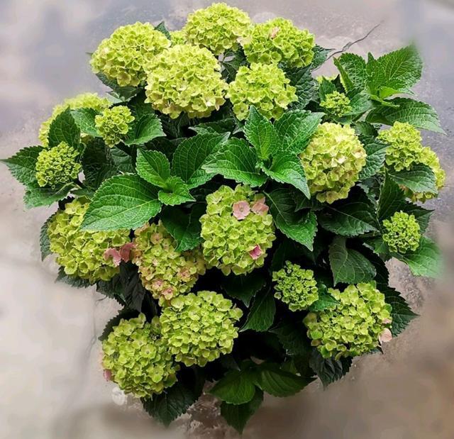 绣球花的品种及名称图片(绣球花全部品种名称图片大全)