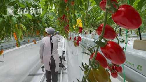 世界级 植物工厂 落户崇明 腾讯新闻