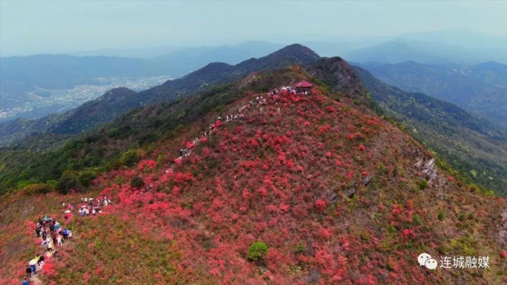 朋口镇金龙村正是人间四月天02岭上开遍映山红