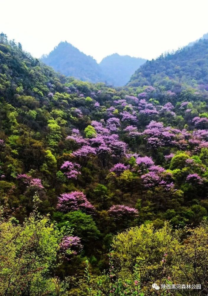 漫山遍野紫金花图片