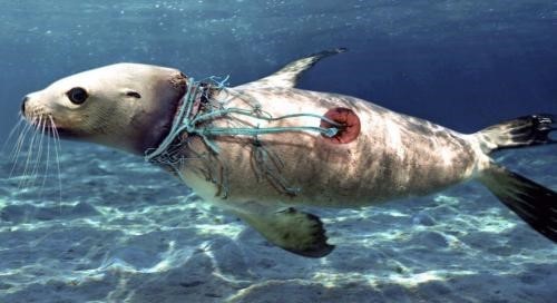 每年有13.6万头鲸鱼死于海洋污染,日本现在雪上加霜140万吨核污水