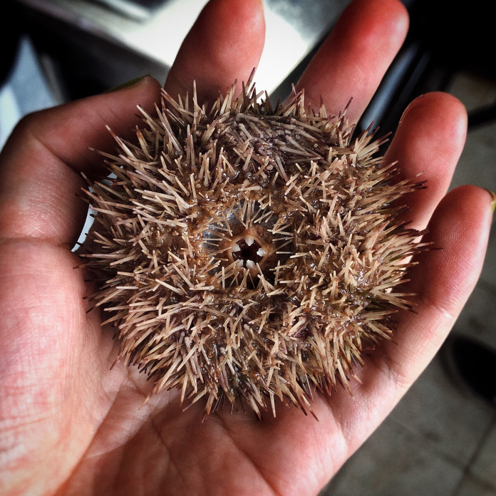 海南三亚海胆蒸糕没有海胆卖的贵是不是欺诈消费?_腾讯新闻