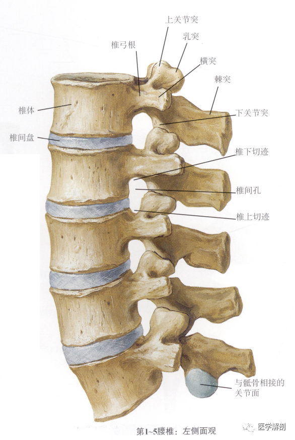 填图题:腰椎解剖|腰椎|脊柱|椎间盘|乳突|关节突