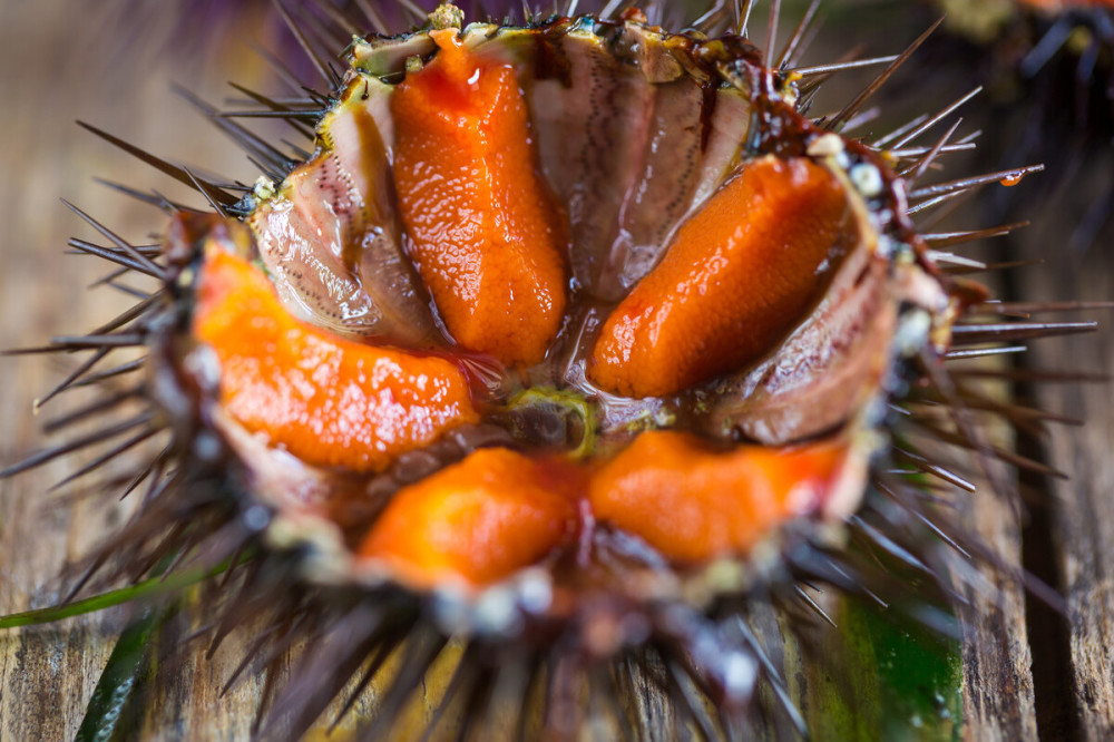 海胆到底吃的是什么一个刺扎扎为何能卖那么贵