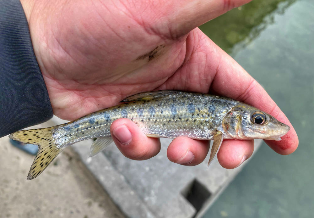 桂林釣友釣起許多麻鯉像餐條和鯽魚結合體但肉質更鮮美