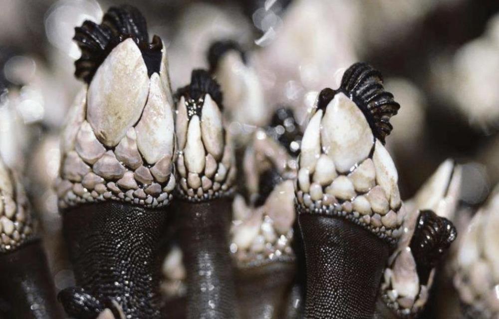 藤壶是一种节肢动物,并且常常以"群落"状态分布在栖息地区,同时该生物