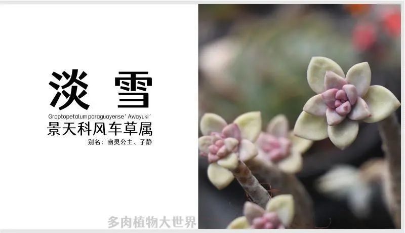 淡雪 景天科风车草属的多肉植物 雪莲和胧月的杂交品种 腾讯新闻