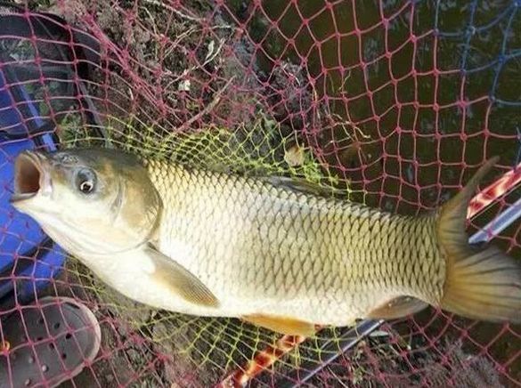 7种野钓草鱼饵料配方,野钓饵料自制高效!