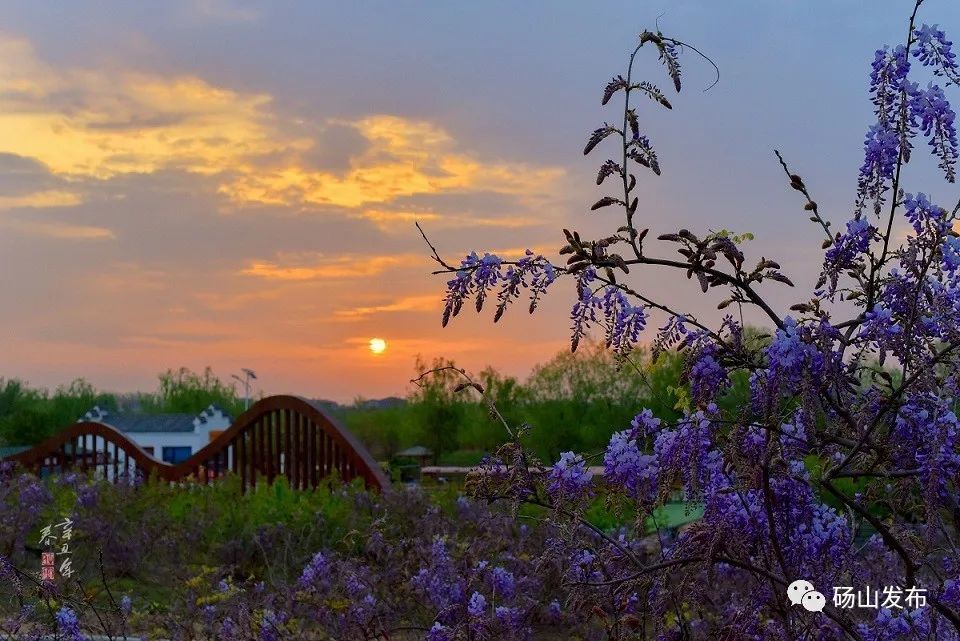 春游江淮请您来|春风沉醉乱人心 宿州砀山那么美～_腾讯新闻