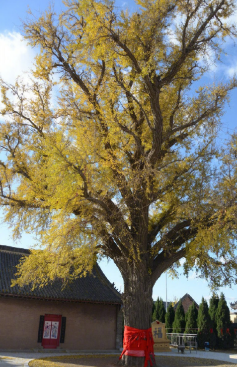 大连东北树王已1375岁最大古树群位于庄河步云山乡