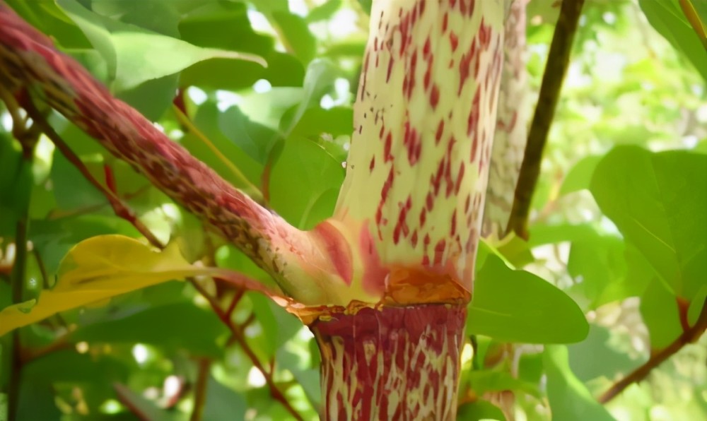 英国的虎杖源自日本在我国成美食农村孩子当零食