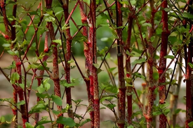 英国的虎杖源自日本在我国成美食农村孩子当零食