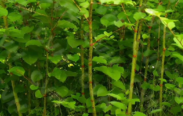 英国的虎杖源自日本在我国成美食农村孩子当零食