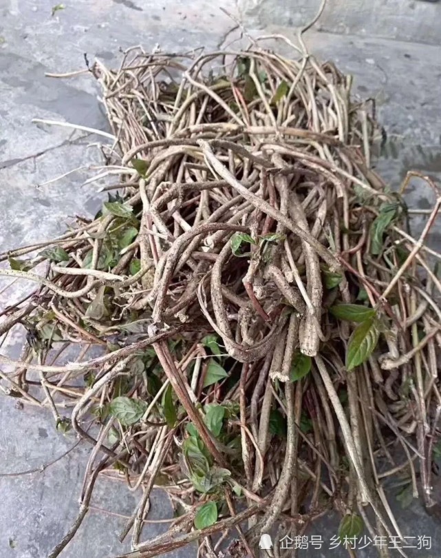 三月三又到了三月粑最美味的时节