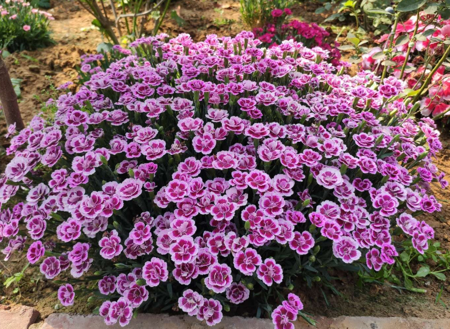 3种可以当草坪的花 它们耐寒又耐热 皮实好养 盆栽开花也很美 腾讯新闻