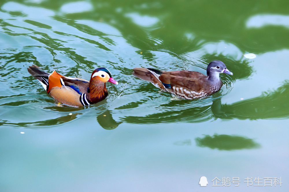 只羡鸳鸯不羡仙什么意思,只羡鸳鸯不羡仙什么意思打一个生肖
