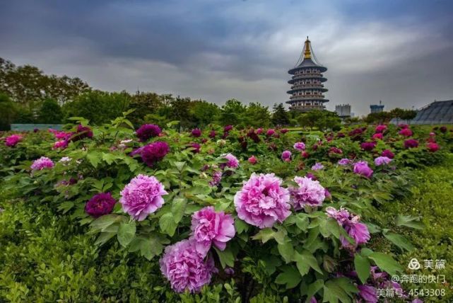 2021年牡丹花开众香园里最壮观