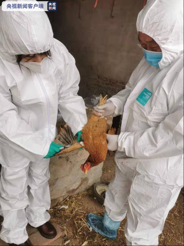 沈阳发生野禽h5n6亚型高致病性禽流感疫情尚无人及家禽感染报告