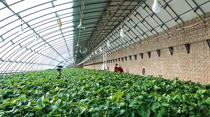 日光温室之蔬菜种植大棚日光温室性能的好坏,不仅决定着农民钱袋子