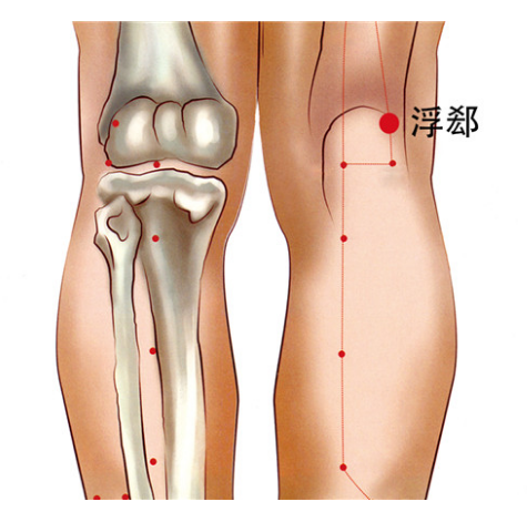 浮郄穴股腘疼痛