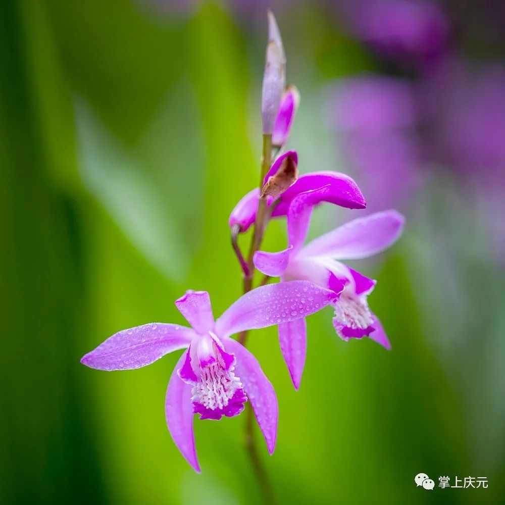 千亩白芨花开庆元白芨小镇邀你游山赏花