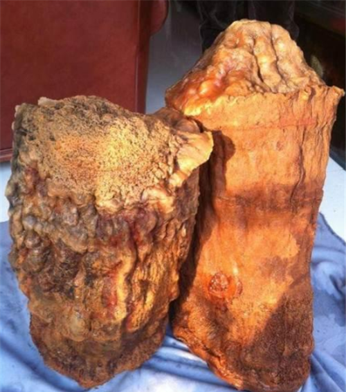 "太岁"究竟是什么?为何被人奉若神明?专家:它违背了自然规律_腾讯新闻