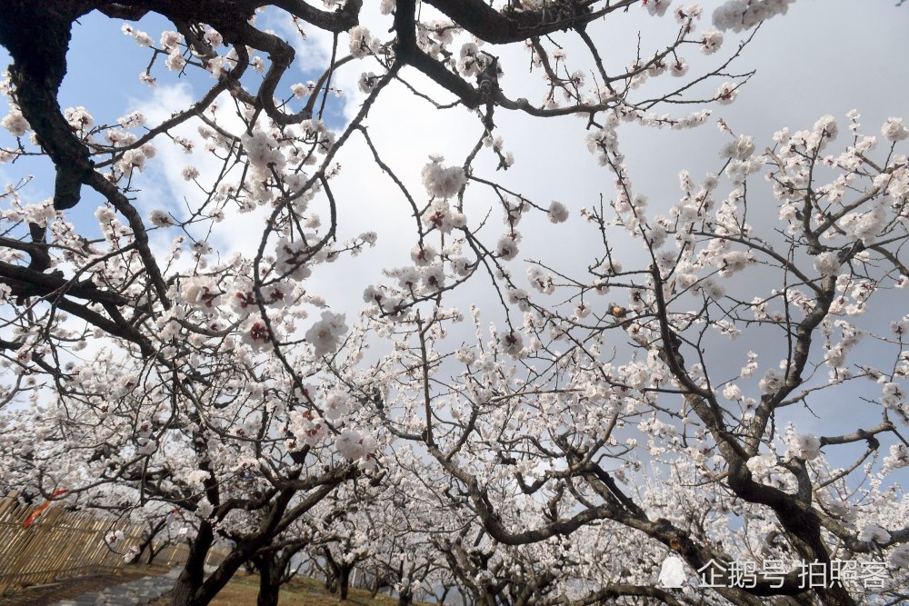 瀋陽千畝杏花綻放花開四月此時正好