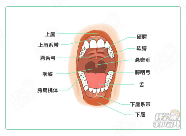 春夏超高发!比手足口更吓人!病程痛苦,有娃的抓紧预防!