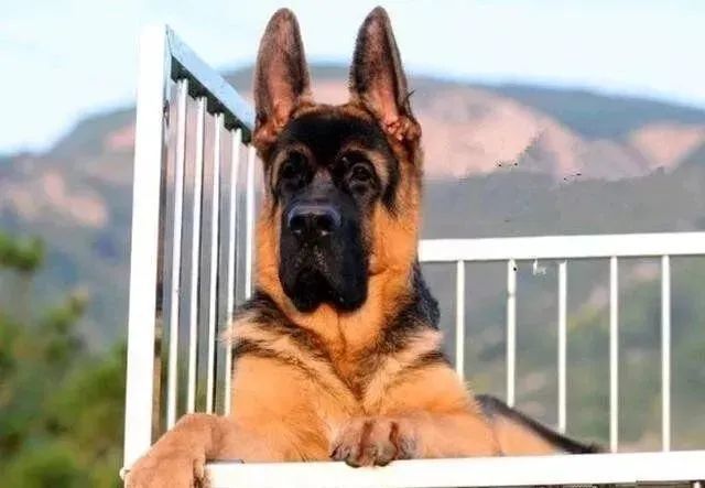 这五种 垃圾 猛犬 只要你敢买 我就敢笑话你 腾讯新闻