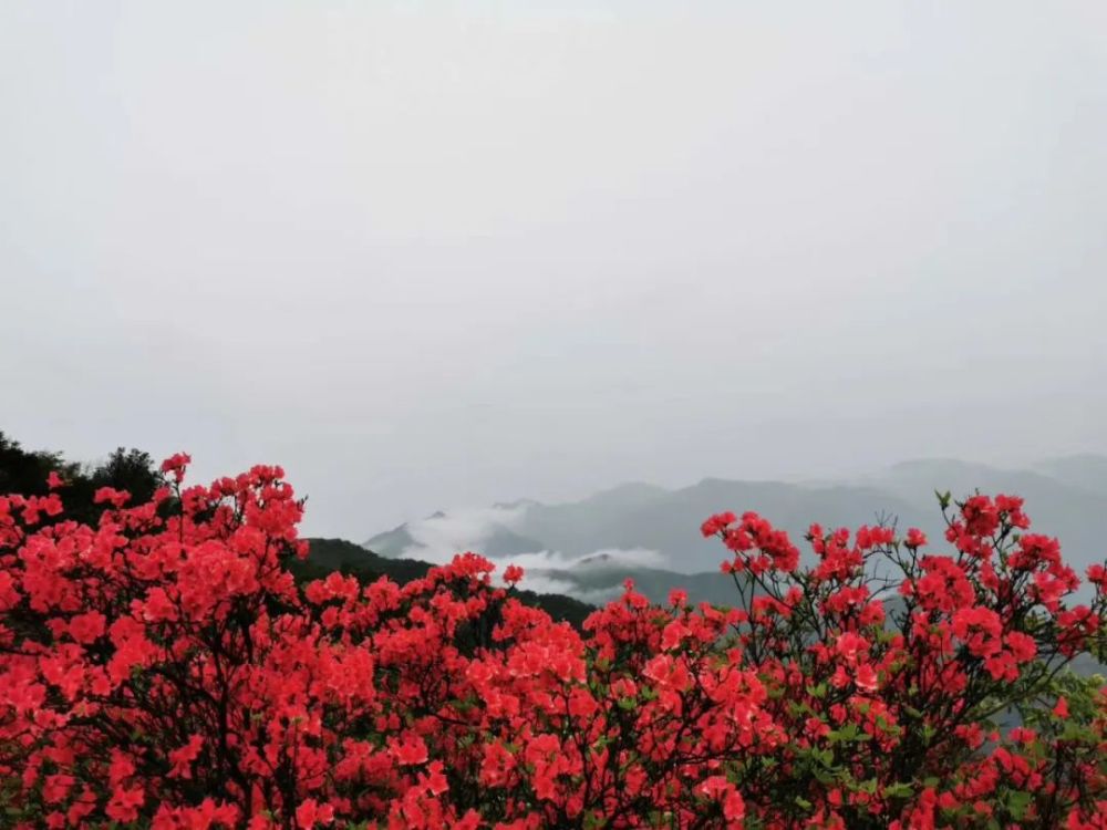 告別人擠人安徽寧國漫山遍野的杜鵑花悄悄開放許你一個花海夢