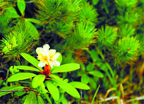 尋春味 賞春花