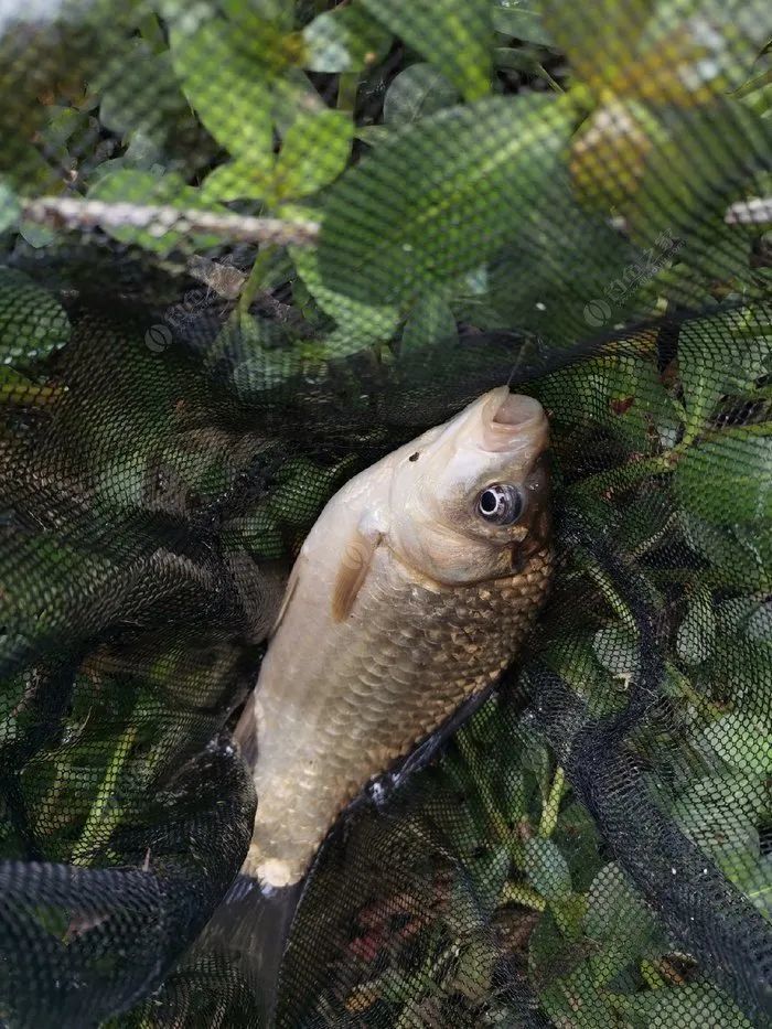 四月草長鶯飛釣魚起早貪黑