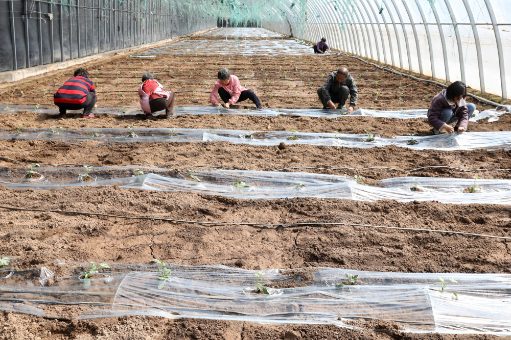 露天种植的西瓜移栽后如何防死苗老瓜农分享促根壮苗的施肥办法