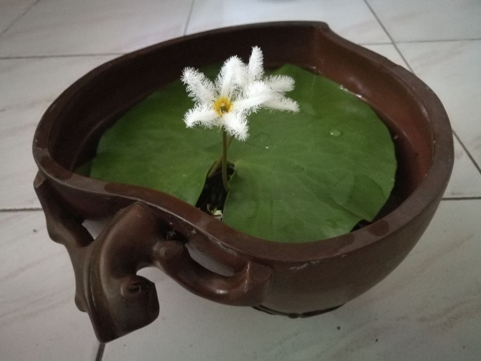 1种花只有1片叶,只需要一碗清水就能养,现在养到夏天长满缸!