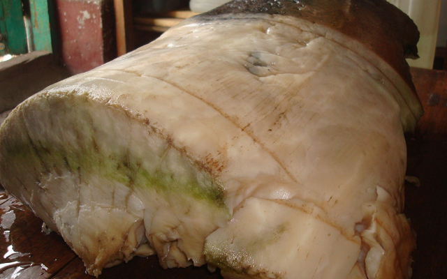 有生物能够违背生命规律吗不知道你听没听说过太岁